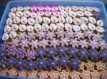 cookieshiaslia